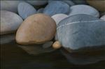 หิน, Pebbles, 2010, Oil on canvas, 60x90cm